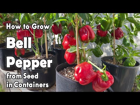 Video: Leer over het kweken van rode paprika's