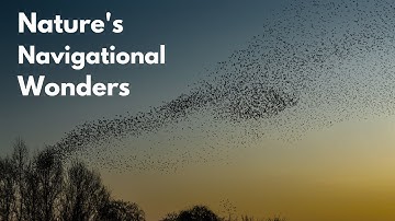 How Animals Use the Earth