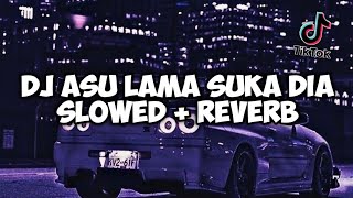 DJ ASU LAMA SUKA DIA SLOWED   REVERB JEDAG JEDUG MENGKENE VIRAL TIKTOK