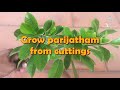 How to grow parijatham from cuttings / Grow parijatham from cuttings
