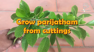 How to grow parijatham from cuttings / Grow parijatham from cuttings