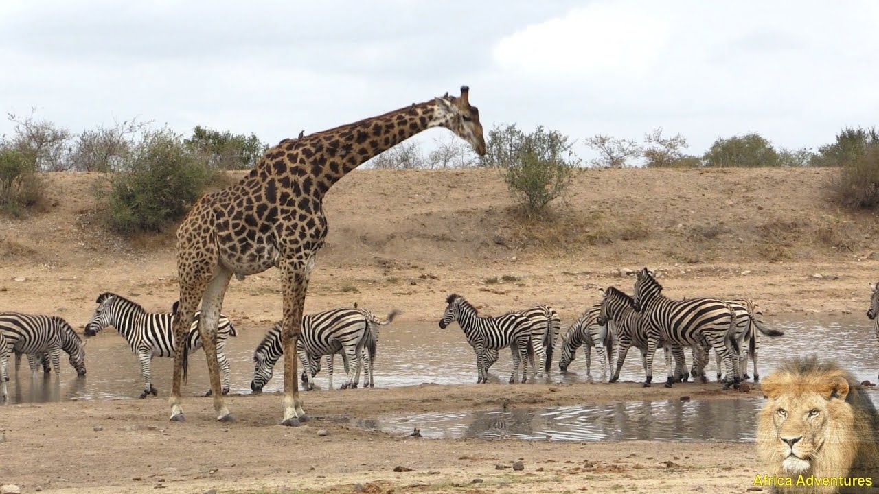 zebras and giraffes together