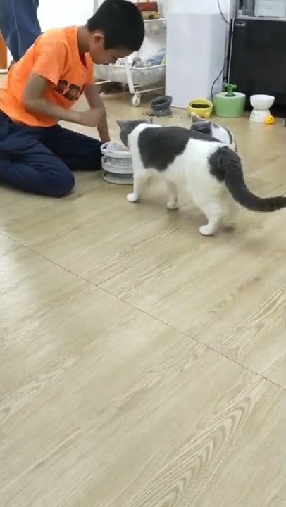 so, actually, boy play with cat or cat play with boy?