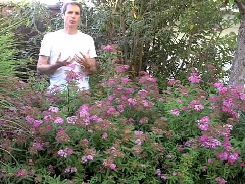 Video: Interessante Sorten Von Potentilla Und Spirea