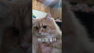 자꾸 눈물이 나요ㅜㅜ #shorts #cat #고양이