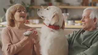 Golden Paws Haven An Introduction