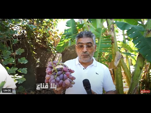 غابة سحرية على الأراضي التونسية..غلال نادرة و بيولوجية وأشجار أعلى من ...
