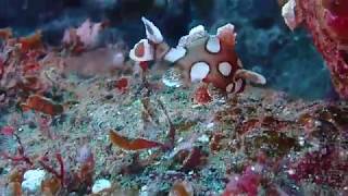 幼魚がカワイイ！ひらひら泳ぐ【チョウチョウコショウダイ】が串本に出た