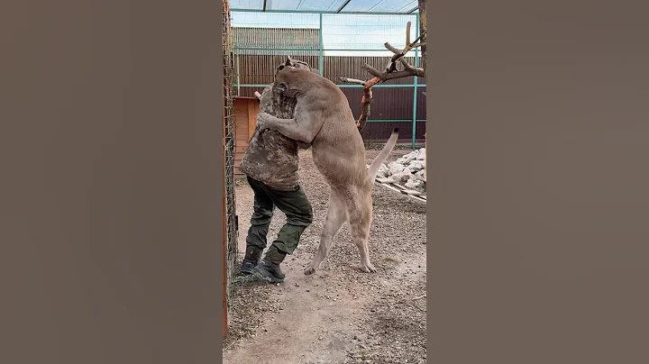 Puma Braige knocked Anton down for the first time!!!  #animals #braige #cat