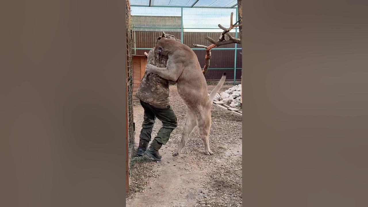 Puma Braige knocked Anton down for the first time!!! #animals #braige #cat Puma Braige knocked Anton down for the first time!!! #animals #braige #cat
