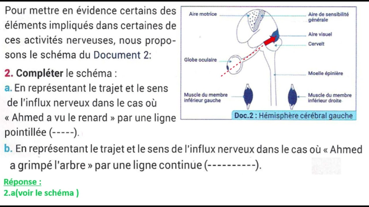 3AC - Exercices (Extraient des examens régionaux) avec correction - Système nerveux
