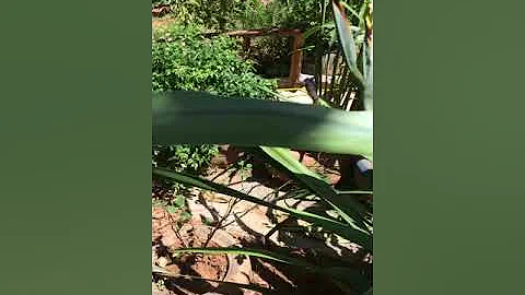 Plantas en la fundacin Maria Peregrino