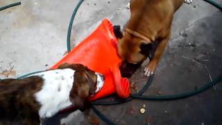Red Staffy Vs Cone