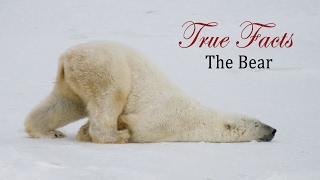 True Facts About The Bear