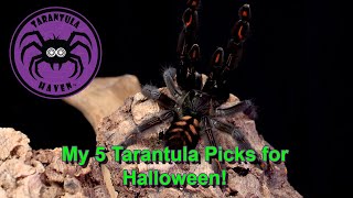 My Five Tarantula Picks for Halloween!