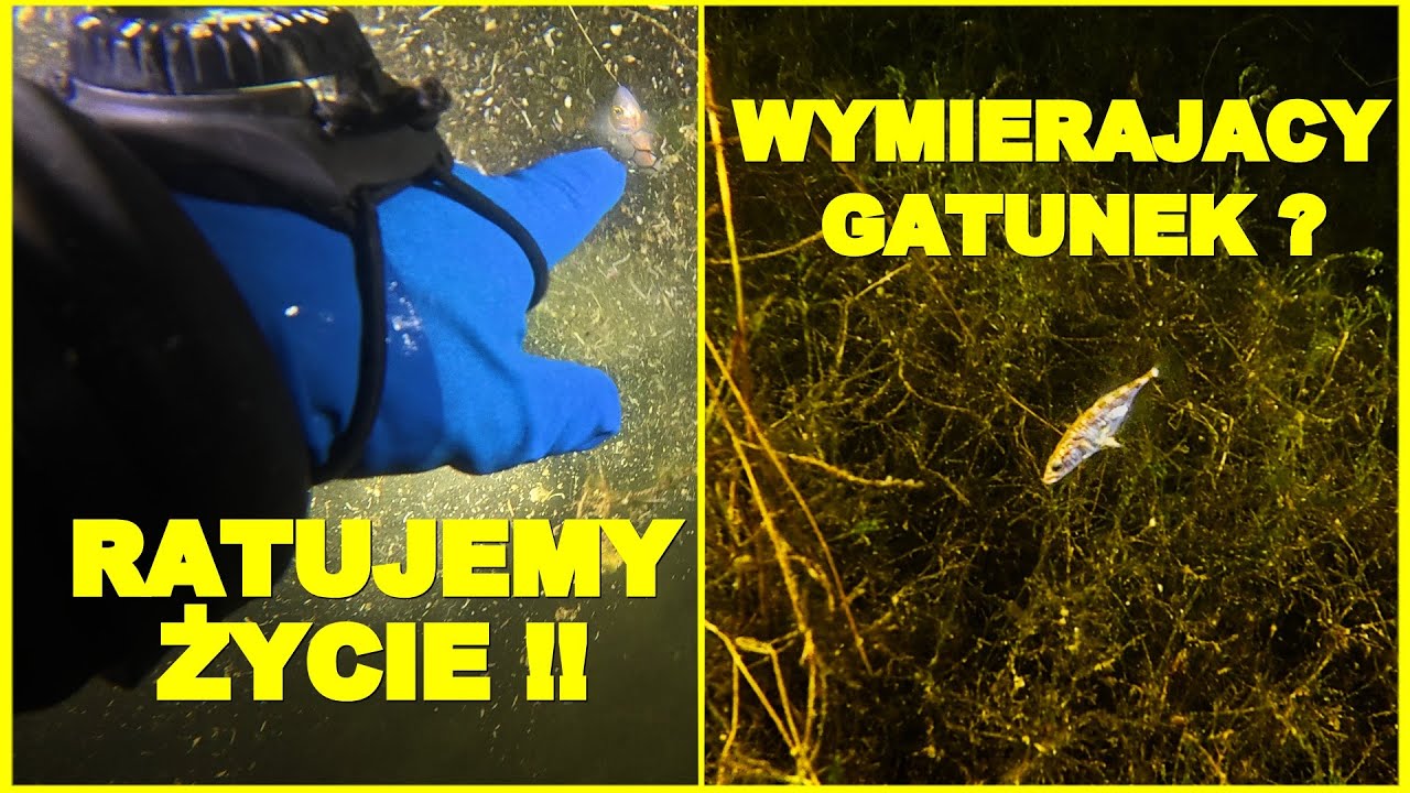 NURKOWANIE  22.03.2025 JEZIORO LUBIKOWSKIE