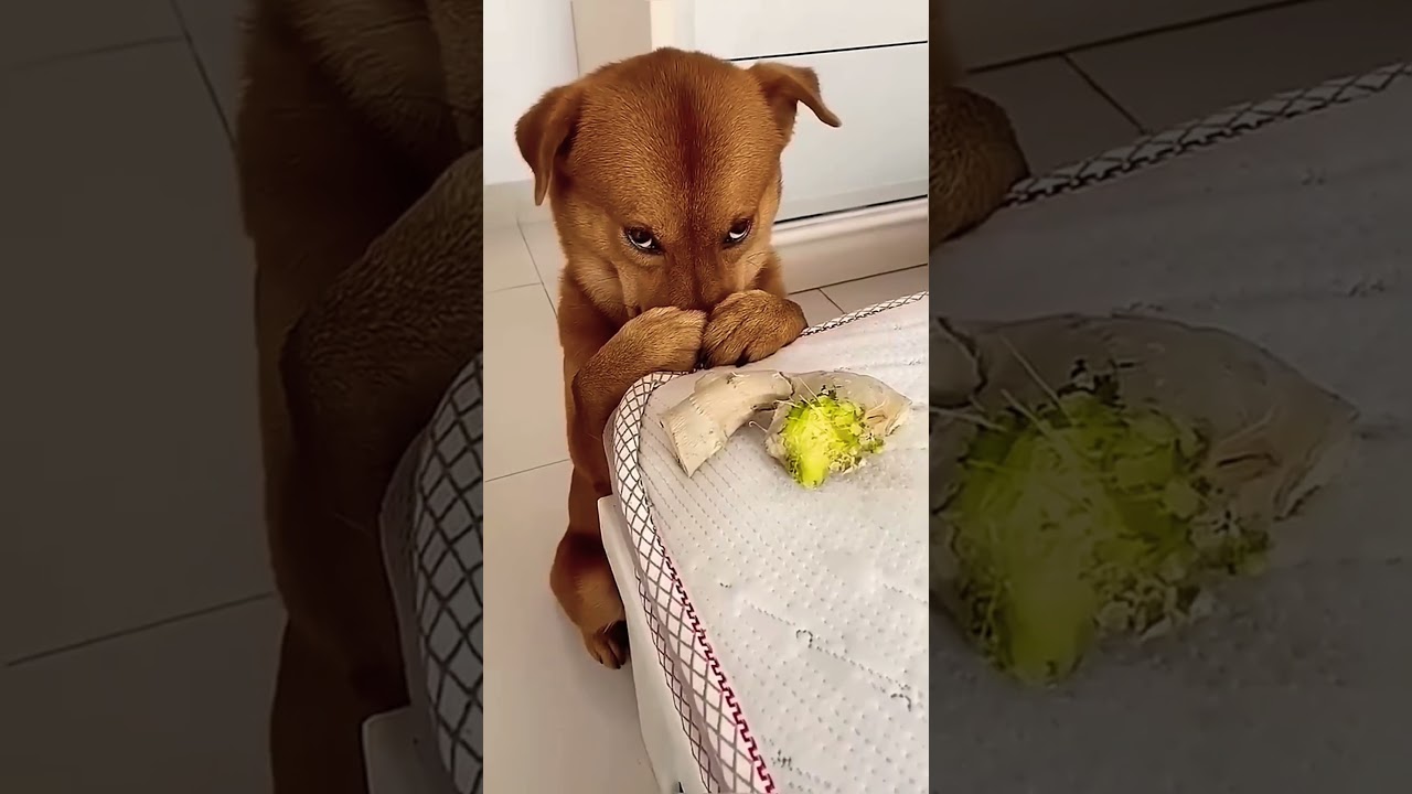 Funny dog mind voice 