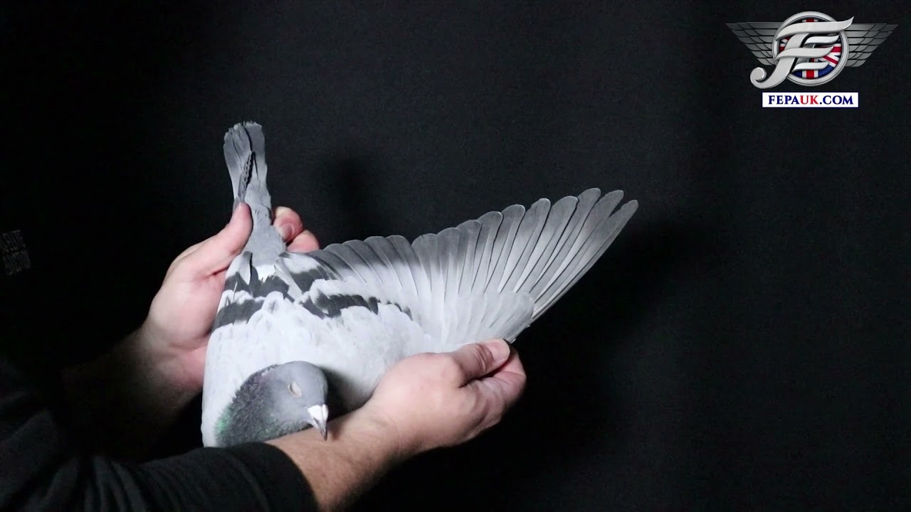 LOT 11 DEREK WALSH (2022)