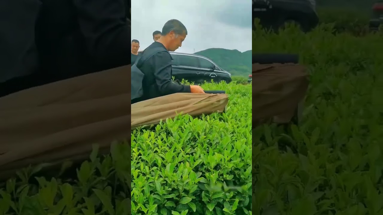 Single Tea Harvesting Machine