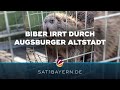 Tierischer Einsatz in Augsburg: Biber irrt durch Altstadt