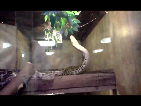 20ft burmese pythons albino and normal - YouTube