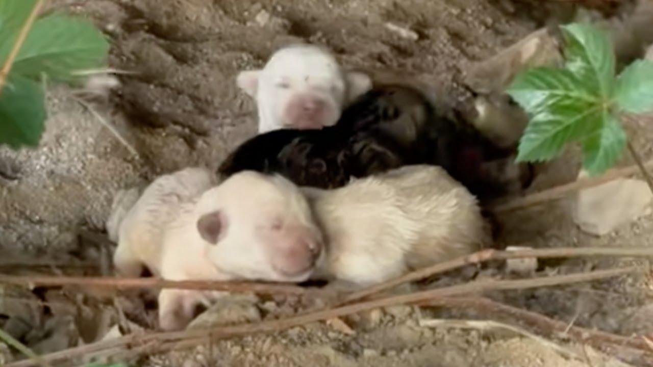 Mother passed out, 4 puppies a few days old hugged each other and cried loudly because of hunger