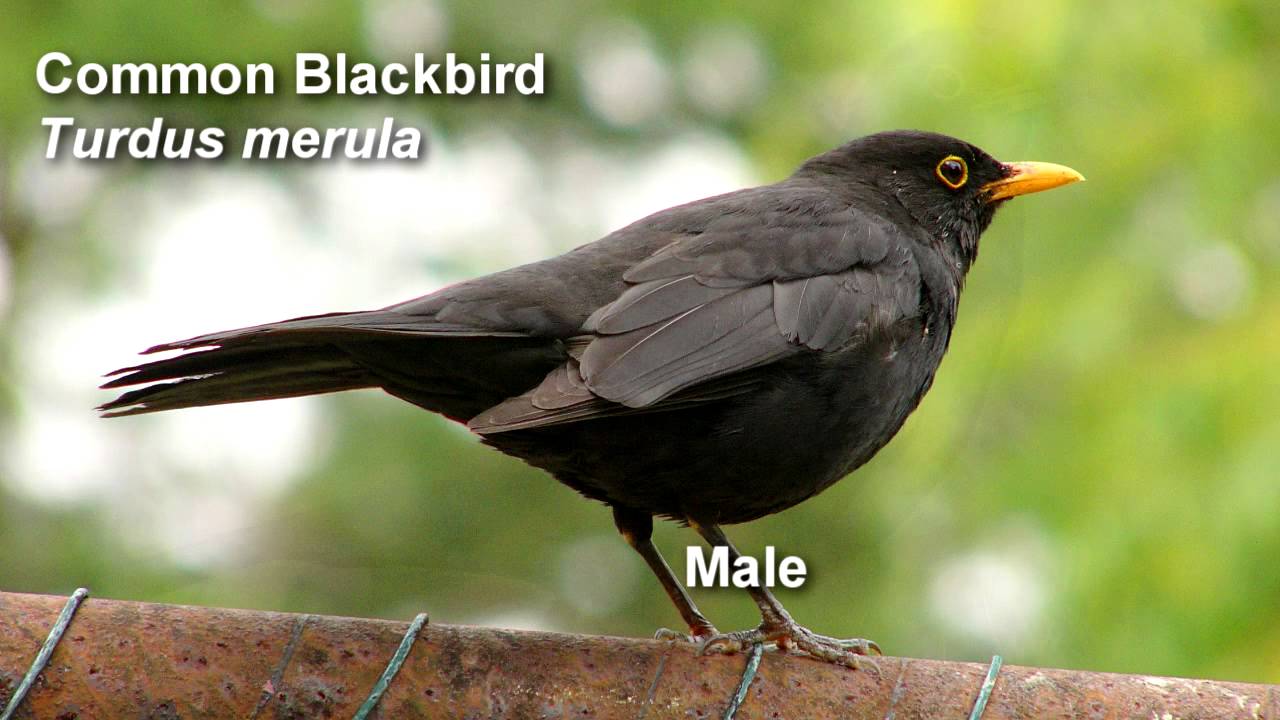 Image result for how big can blackbirds get