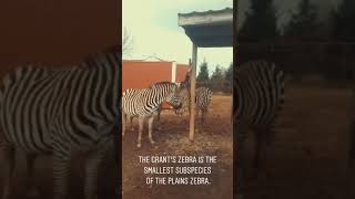 Grants Zebra