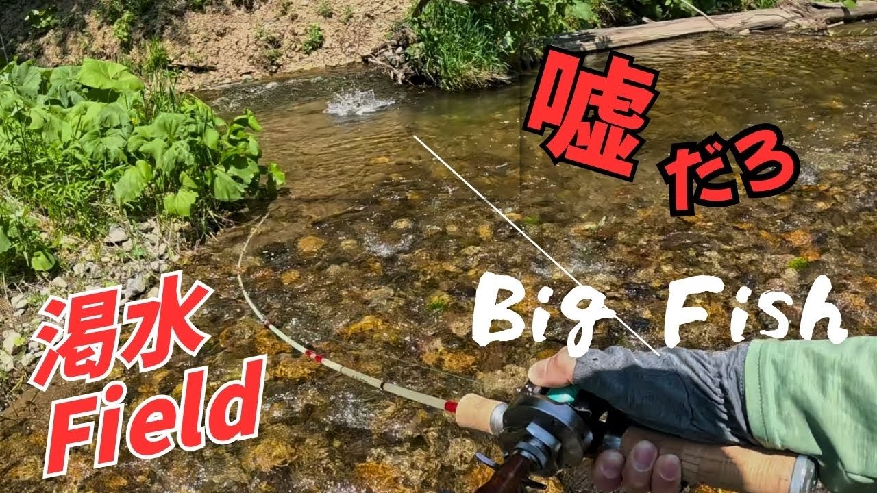 ちょっとした水たまりに蝉投げたらデカいのヒット！