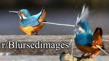 blursed images