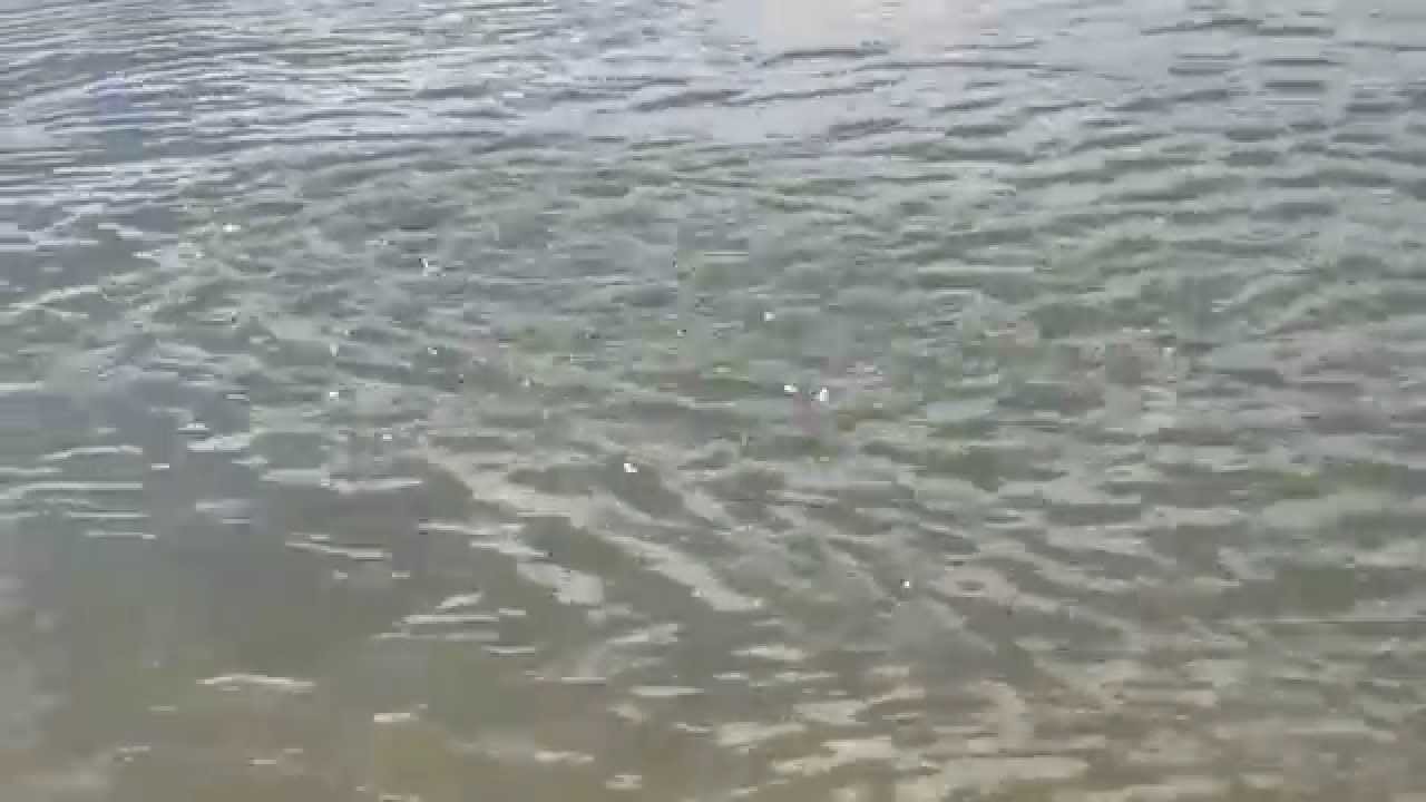 Whipping in Hawaii- Mullet being chased by papio off Hawaii!