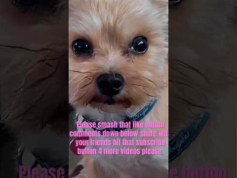 🥰🐾🐶🥹🥹 #dogs  #yorkiepoo #yorkie #pleasesubscribemychannel