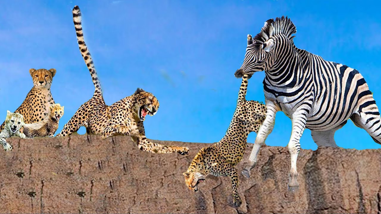 Poor Zebra Poor Leopard! Mother Zebra Risked Her Life To Bite The Leopard To Save ...
