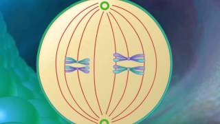 : Stages of Meiosis HD Animation