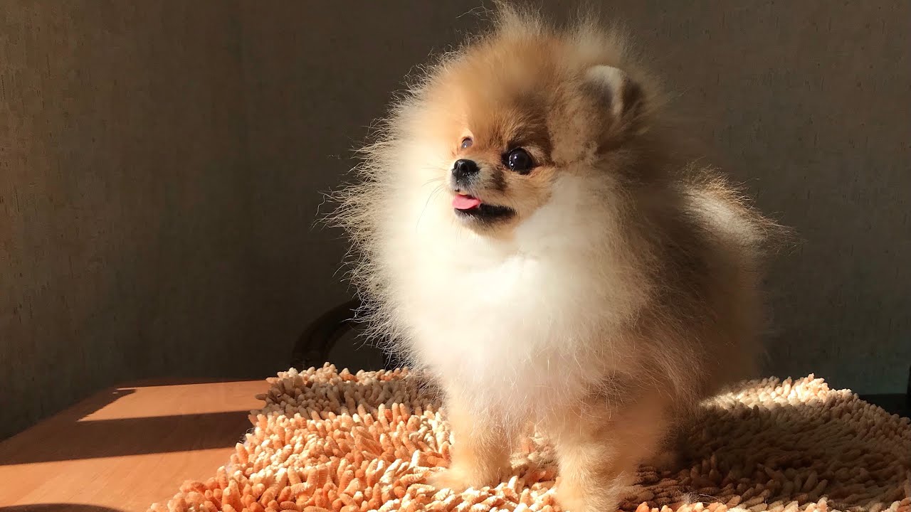 Немецкий шпиц мальчик-померанчик💙 