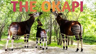 Okapi: World's weirdest Animal : The Forest Giraffe With Long Prehensile Tongue : Tame And Wild