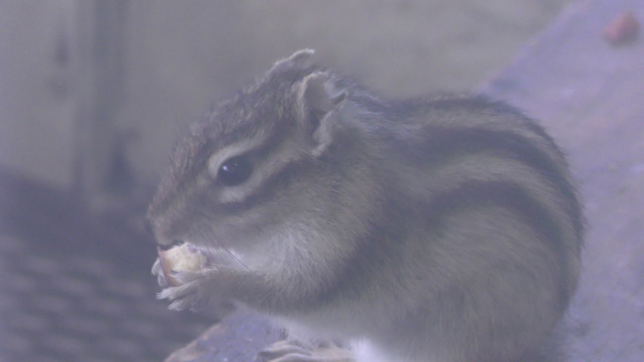リス園 (真岡りす村ふれあいの里) 2018年8月18日 YouTube