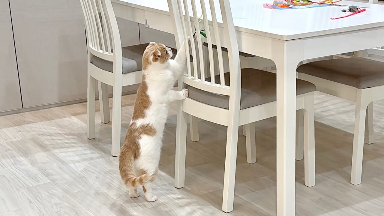 必死に猫じゃらしに手を伸ばしたのに取れなかった猫がまさかのこうなっ