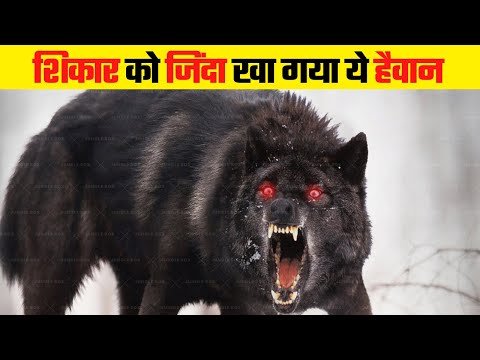 वीडियो: भेड़िया शिकार: भेड़िये लाल झंडों से क्यों डरते हैं