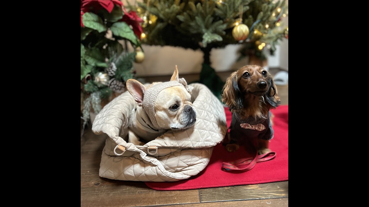 【カニンヘンダックス】リリィの日常　２０２４年１０月～１２月