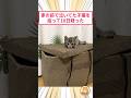 ㊗️200万再生🐈️家の前で泣いてた子猫を拾って10日が経った #2ch動物スレ #猫動画 #猫のいる暮らし