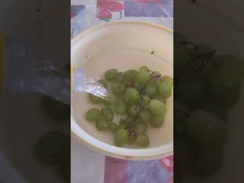 كنت بغى نصاوب كلاص العنب ولكن مصدقش