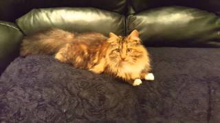 Norwegian forest cat
