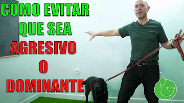 ¿Cómo se disciplina a un perro agresivo?