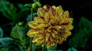 Abraham Hicks ~ Doubt vs  Intuition