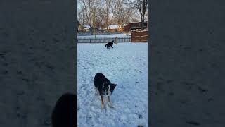 Silken Windhounds in Snow by wildmeadow_windhounds 398 views 6 years ago 1 minute, 53 seconds