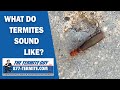 What do termites sound like listen carefully