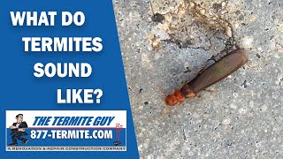 What do termites sound like? Listen carefully!