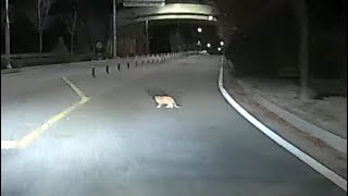 멍청한 단또