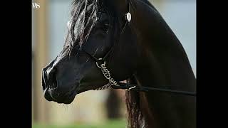 Mandel Al Hawajet By Rfi Farid